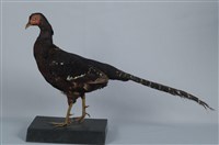 藏品(黑長尾雉)的圖片